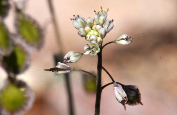 Thysanocarpus curvipes, Lacepod Mustard, Southwest Desert Flora